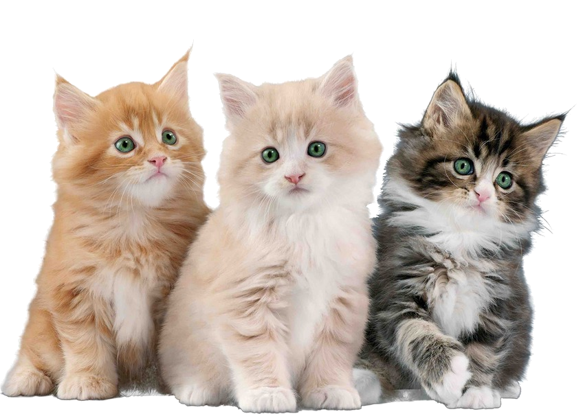 three kitten png images full hd 11614915983pvxgtfomub